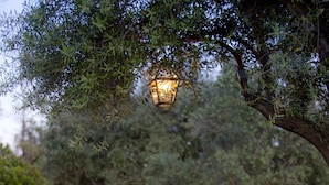 A garden pathway with a fountain, surrounded by neatly trimmed bushes and trees, and illuminated by hanging lanterns. - Rancho Bernardo Inn (San Diego)