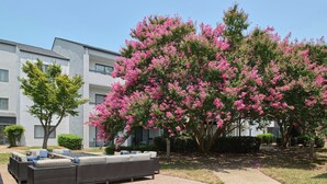A modern building with a patio area featuring a sofa set and a large flowering tree. - Courtyard Charlotte Arrowood (Charlotte)