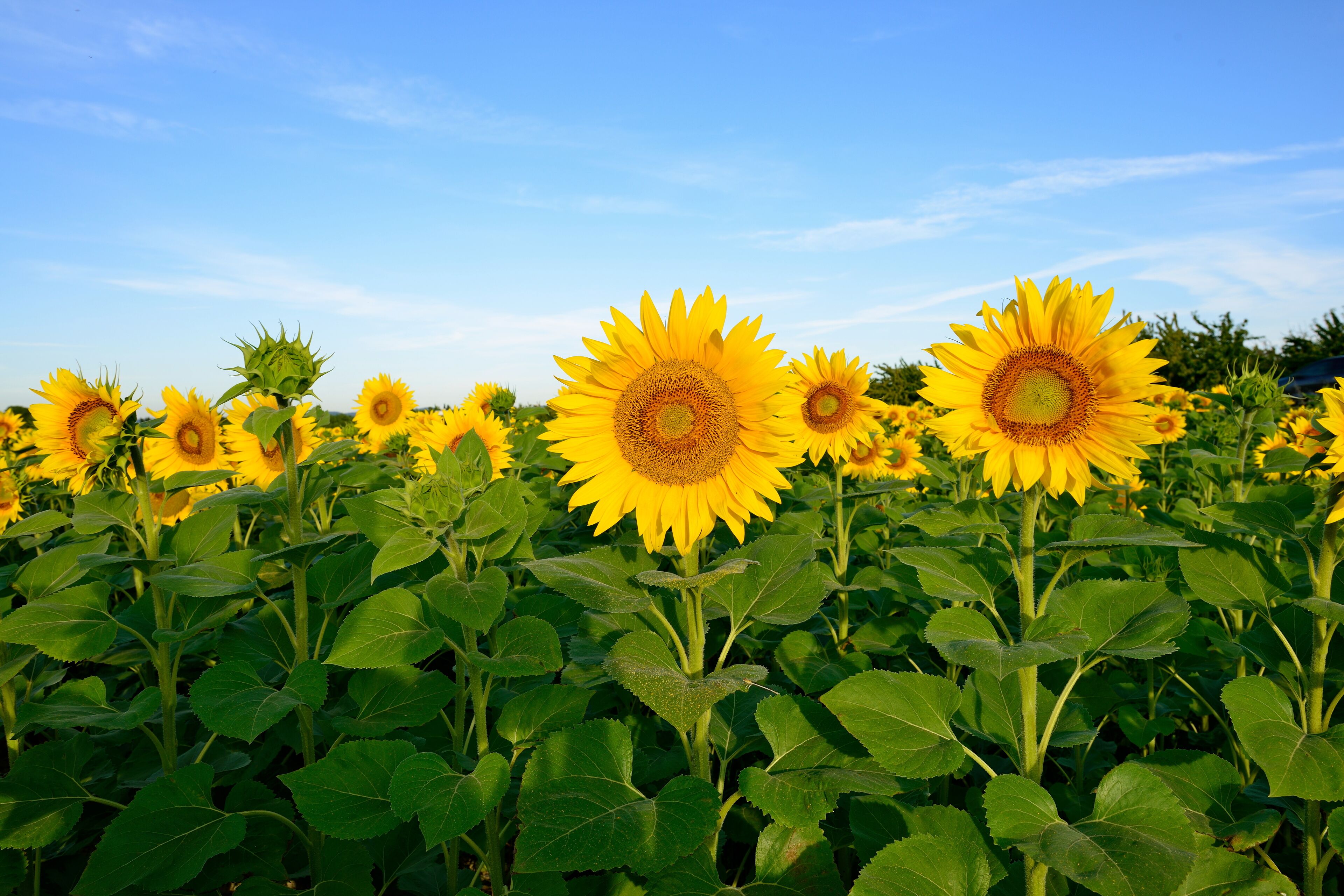Un campo di girasoli sotto un cielo azzurro limpido.