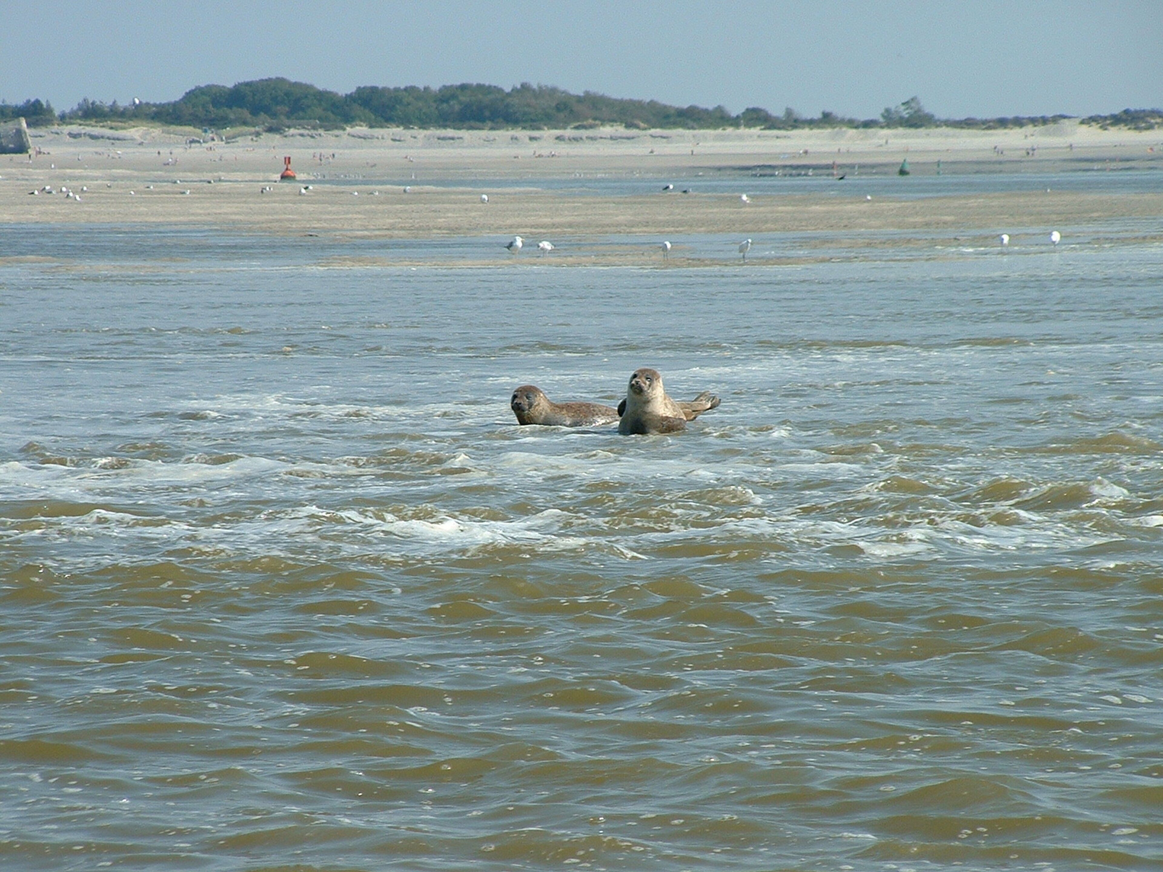 A seal resting in calm waters with a sandy beach and trees in the background.