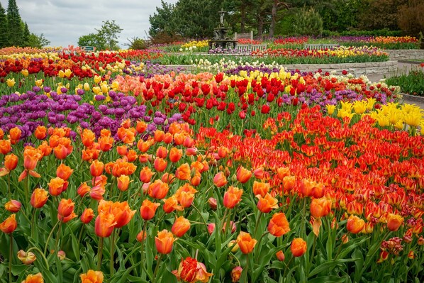 A garden with rows of tulips in various colors.