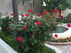 Fountain