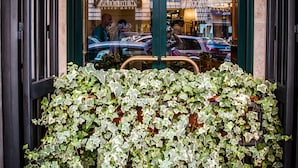 A hotel entrance with a large potted plant in front, a glass door, and a view of the street and other buildings. - Hotel Palladium Palace (Rome)