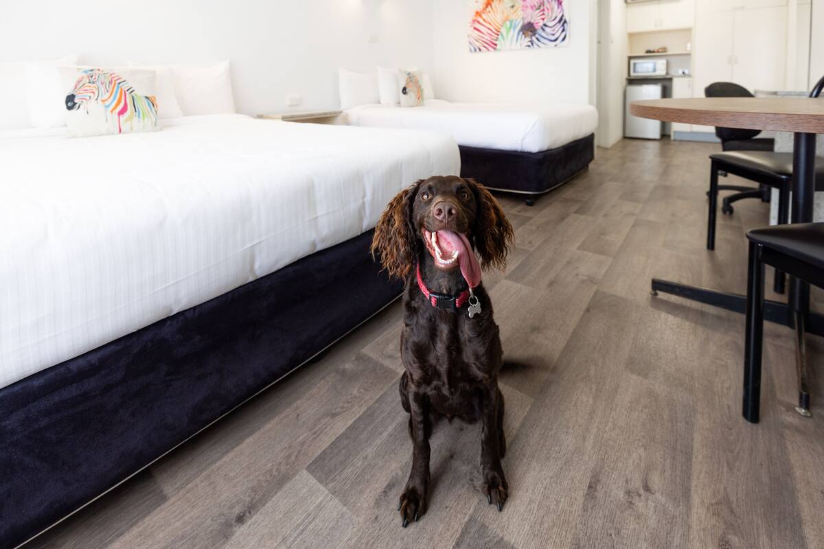 Un chien est assis dans une pièce moderne, où se trouvent un lit, un canapé et une table à manger.