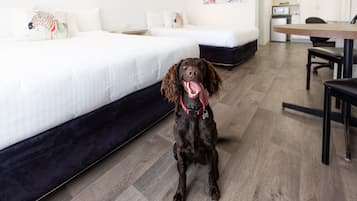 Un perro sentado en una habitación moderna con una cama, un sofá y una mesa de comedor.