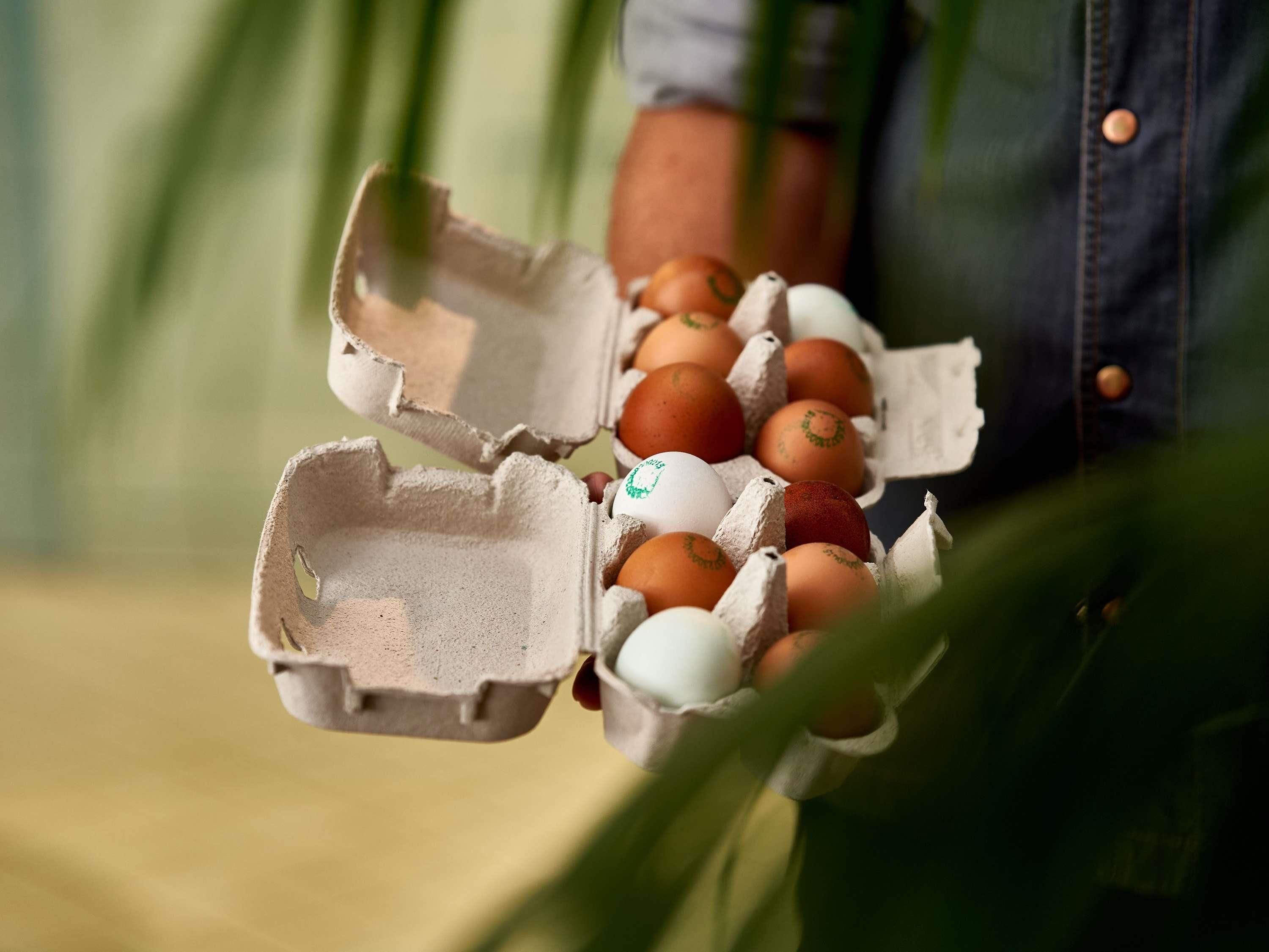 A carton of eggs with a variety of colored eggs, held by a person wearing a denim shirt.