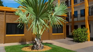 Un patio con una palmera, un sendero de ladrillo y un edificio de varios pisos con balcones.