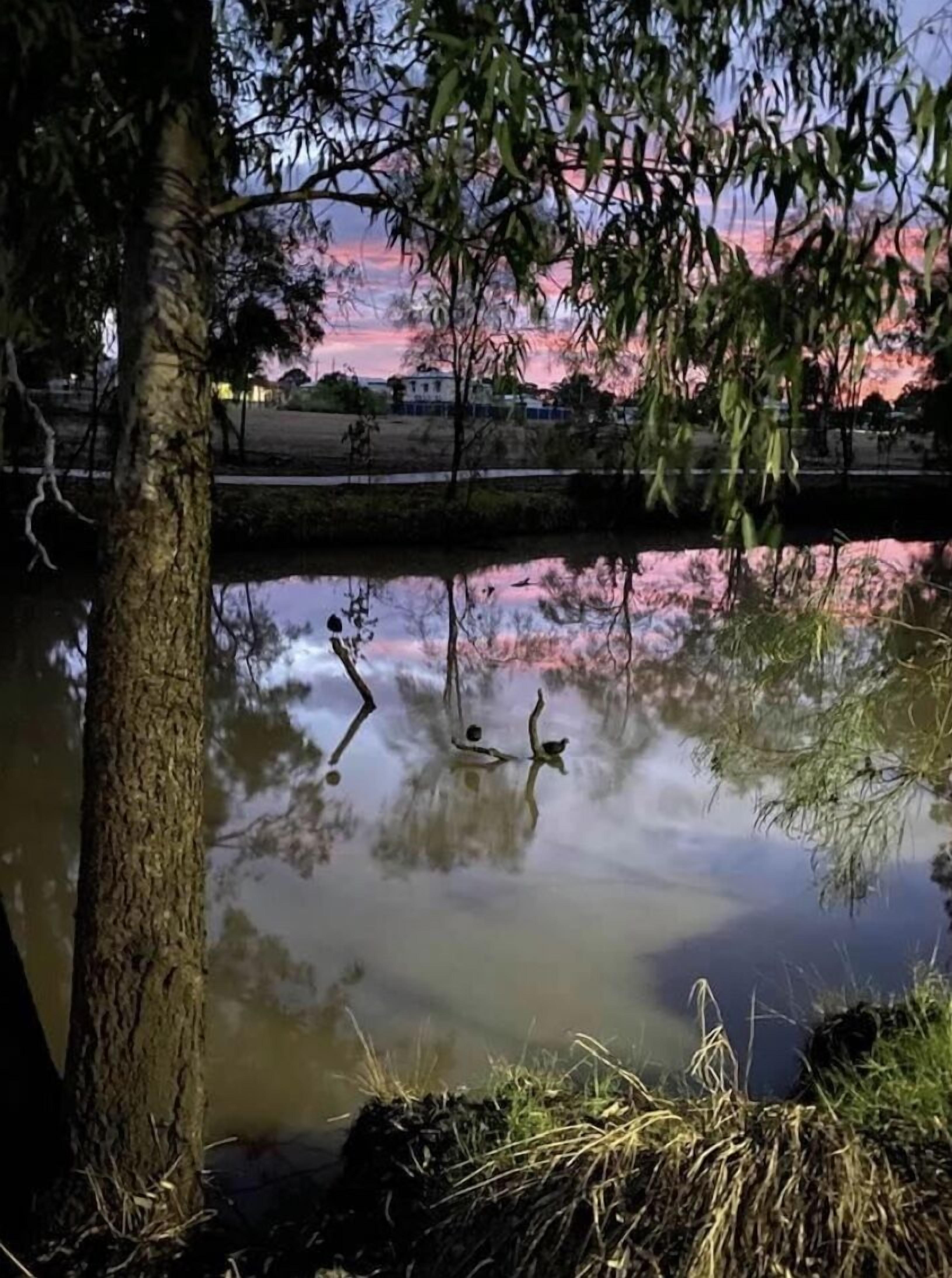 Een rustig meer met weerspiegelingen van bomen en een roze lucht.