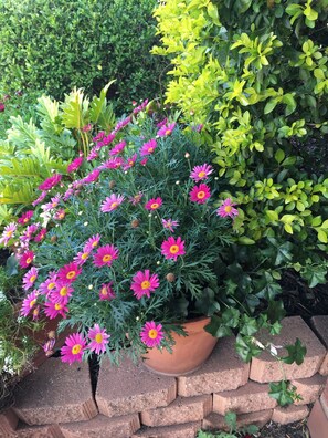 A potted plant with pink flowers in a garden setting.