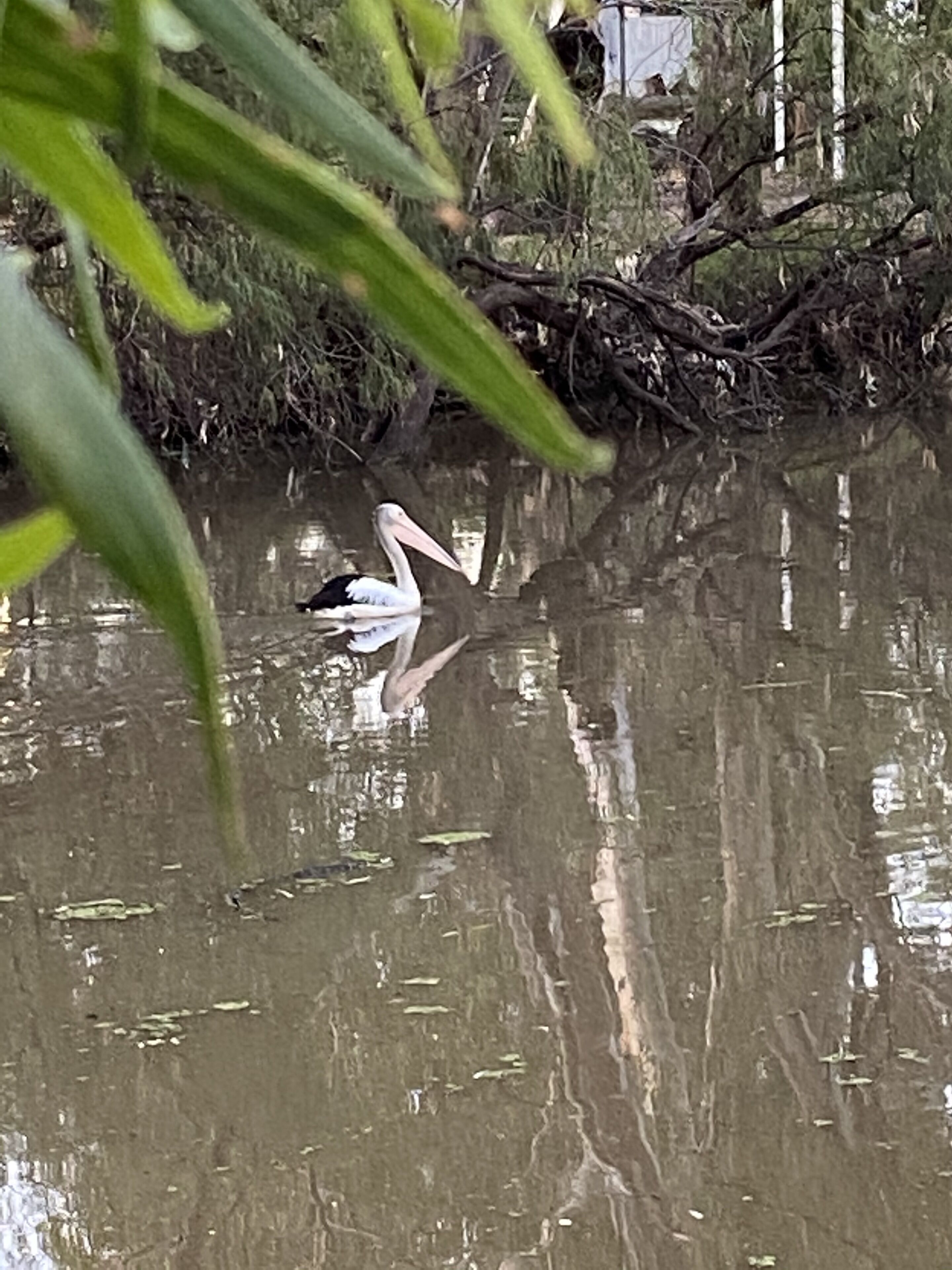 Une vaste étendue d’eau sur laquelle flotte un pélican.