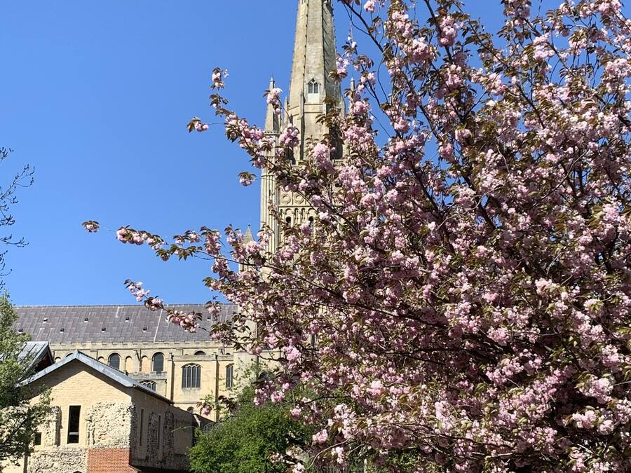 A historic church with a tall spire and a courtyard with blooming trees.