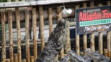 Un enclos de zoo avec une pancarte indiquant : « St. Augustine Alligator Farm Zoological Park, le zoo qui vous est dédié ! ».