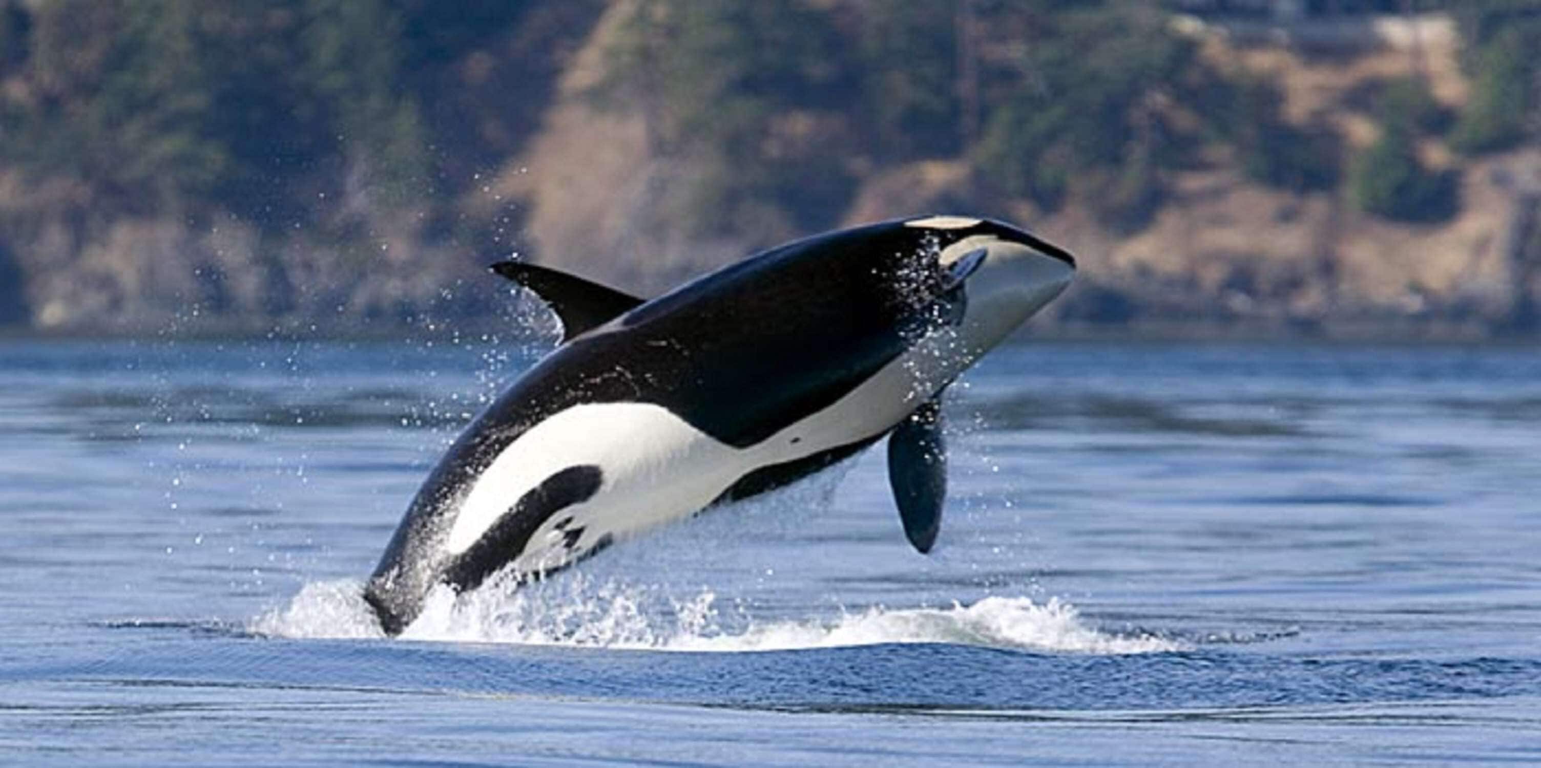 A killer whale breaching the water's surface.