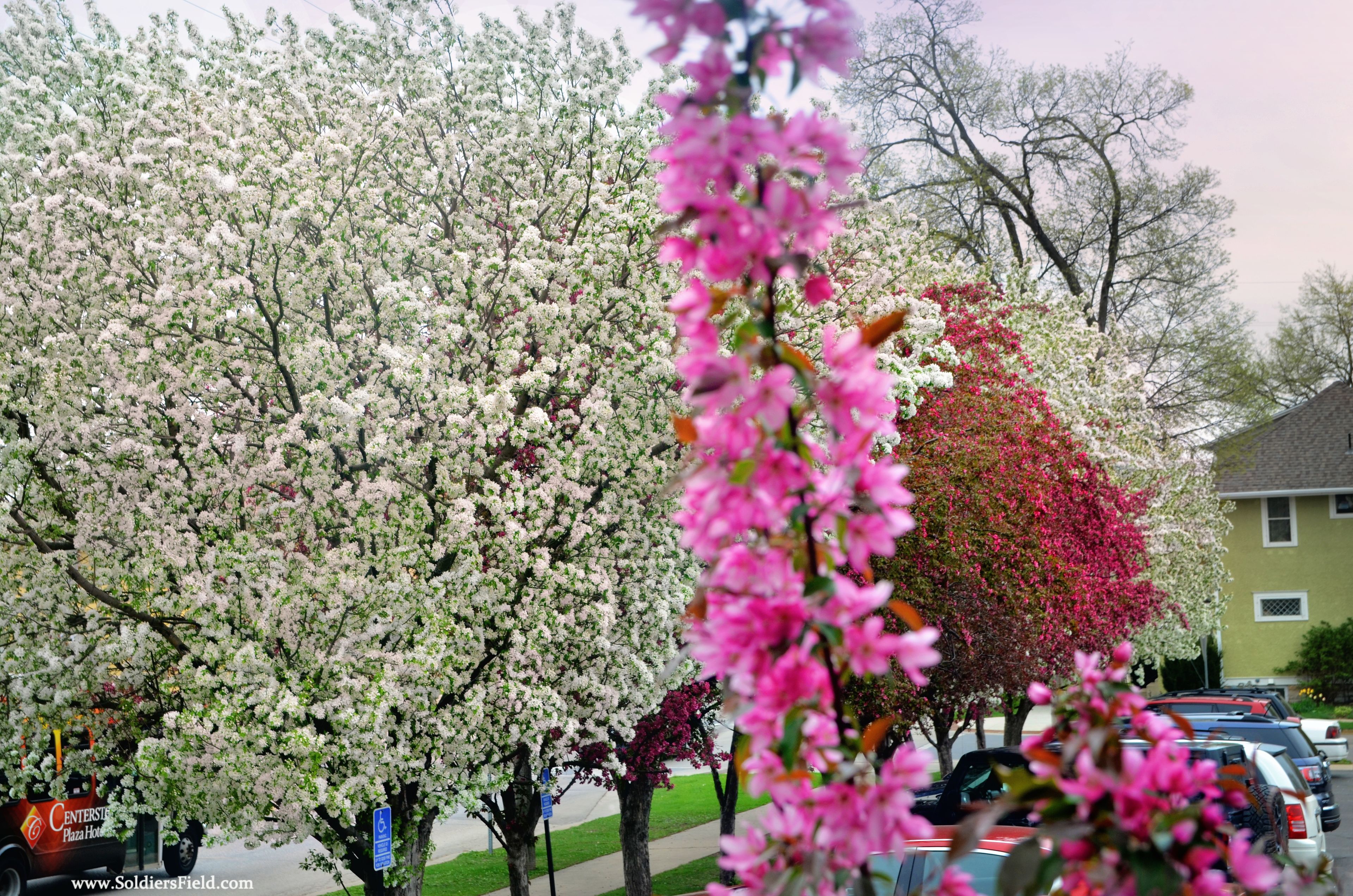 A parking lot with several cars and a truck, surrounded by trees with white and pink blossoms.