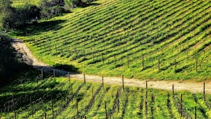 Winery