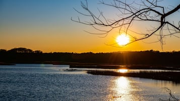 A sunset over a body of water with a tree branch silhouetted against the sky.
