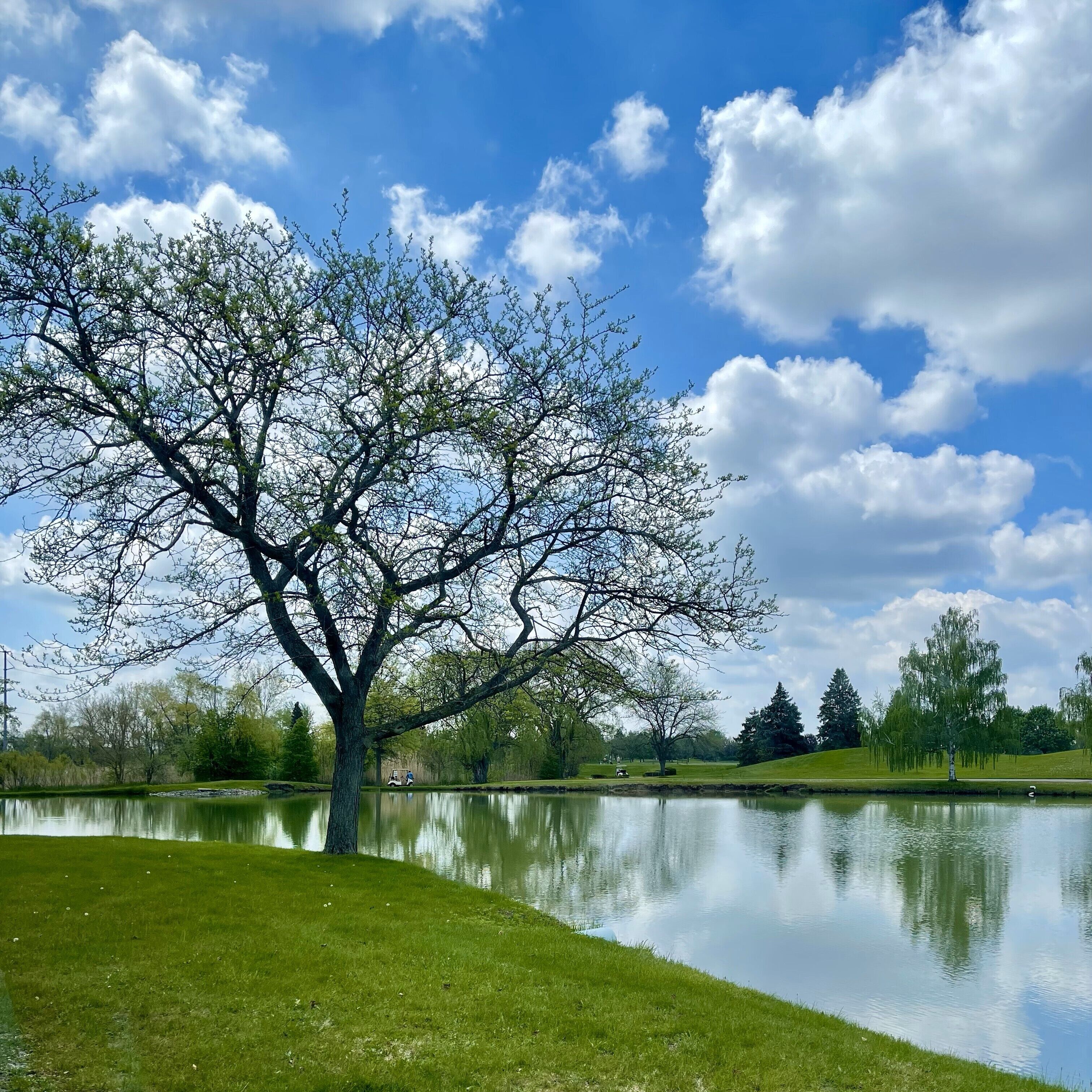 Un parc paisible avec un grand arbre, un lac tranquille et un ciel bleu azur.