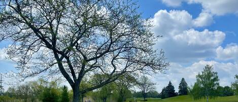 Un parc paisible avec un grand arbre, un lac tranquille et un ciel bleu azur.