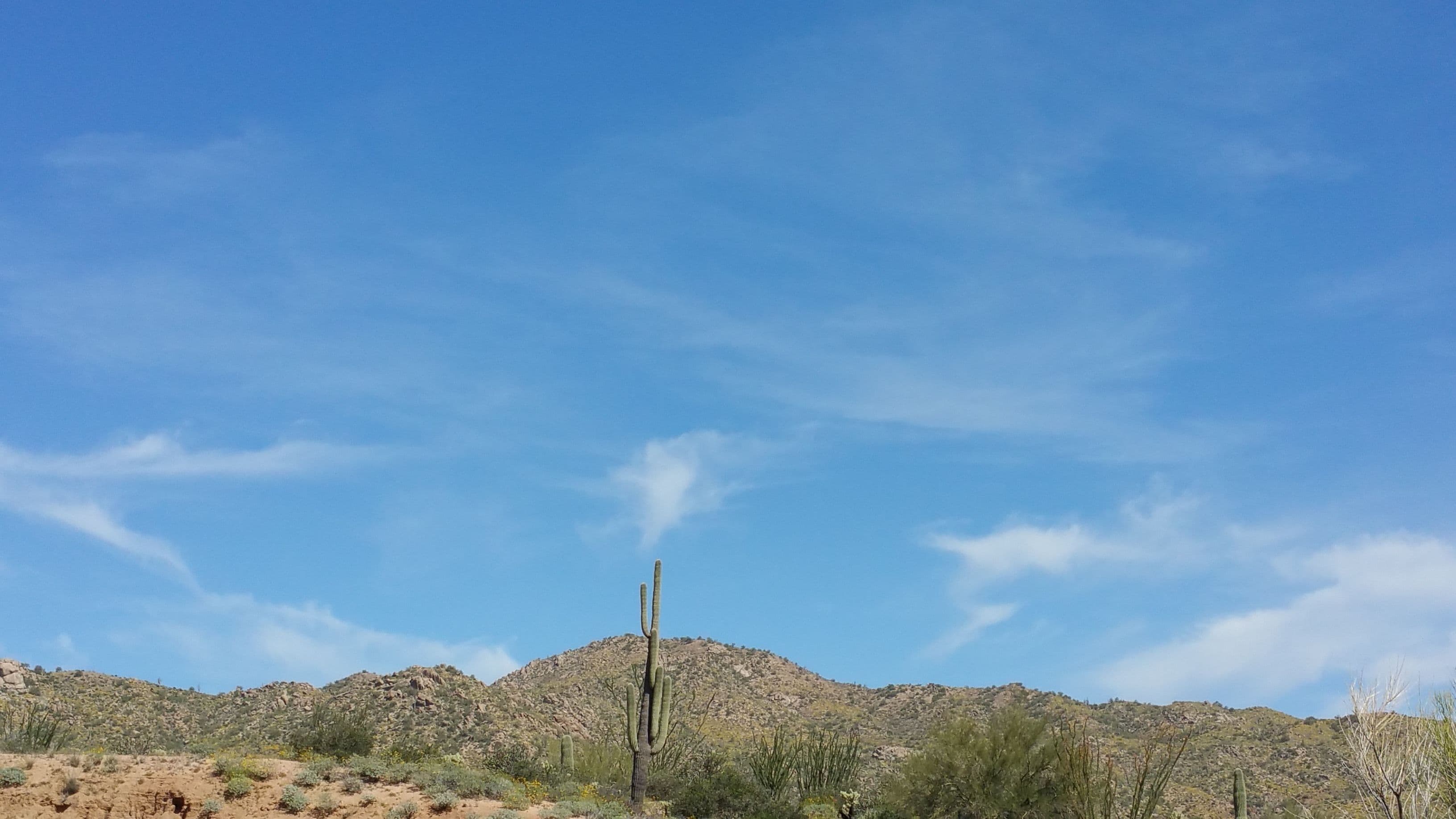 A desert landscape with a prominent cactus in the foreground and a rocky hill in the background under a clear blue sky.