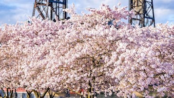 Ein Park mit Kirschblüten und zwei hohen Metalltürmen im Hintergrund.