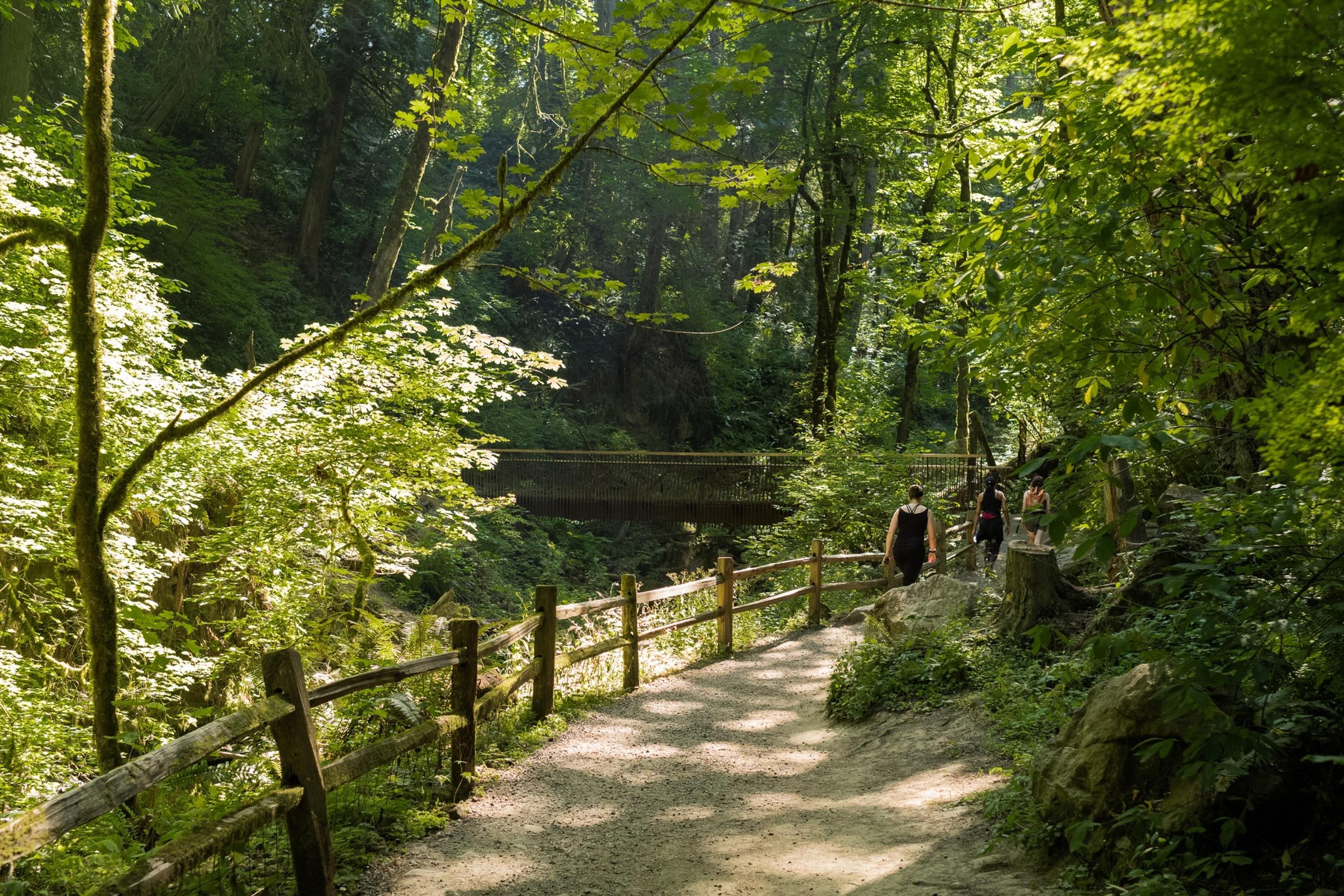 A forested path with a wooden fence, a bridge, and people walking.