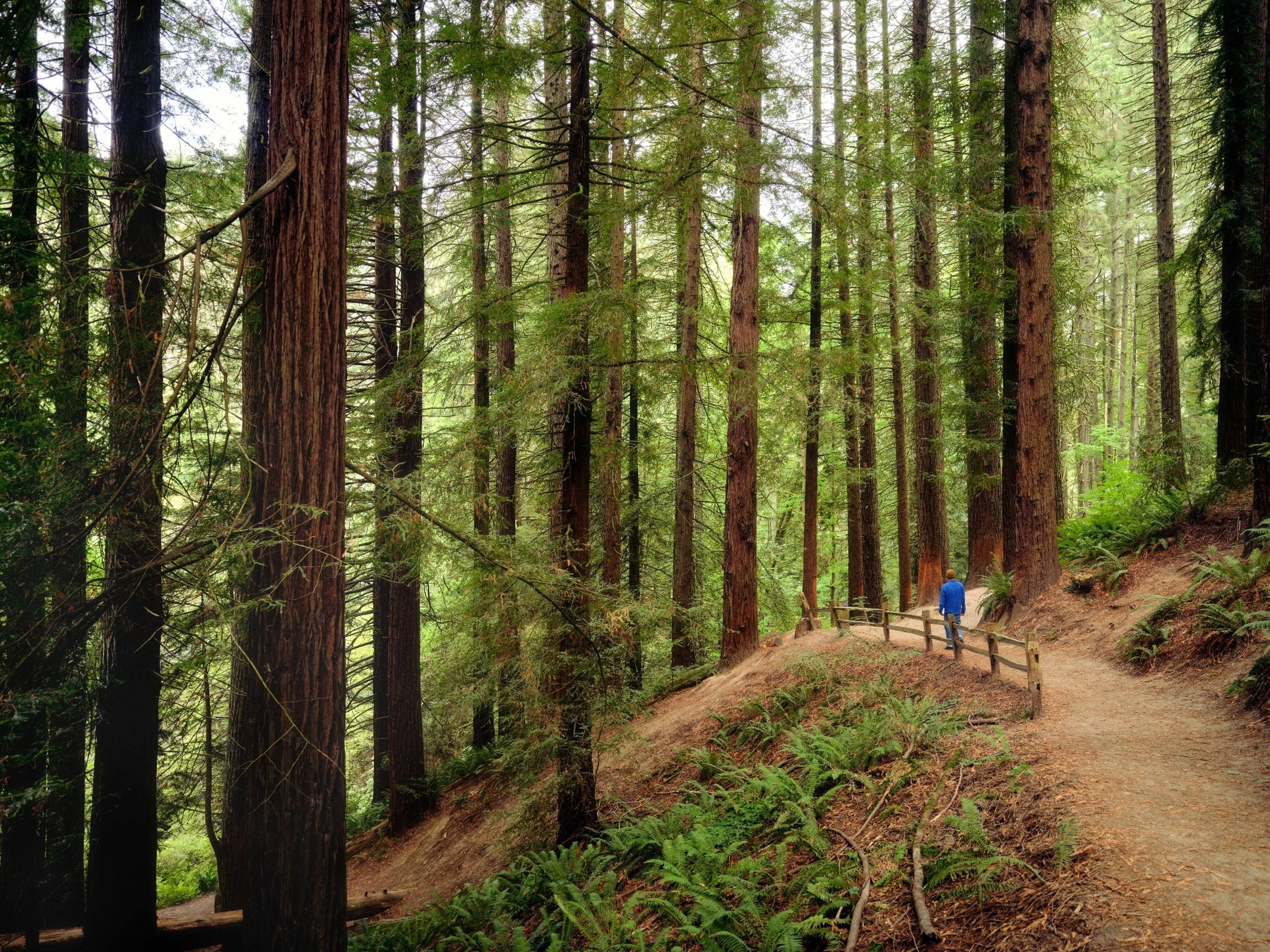A forested area with a dirt path and a wooden bridge.