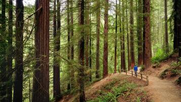 A forested area with a dirt path and a wooden bridge.