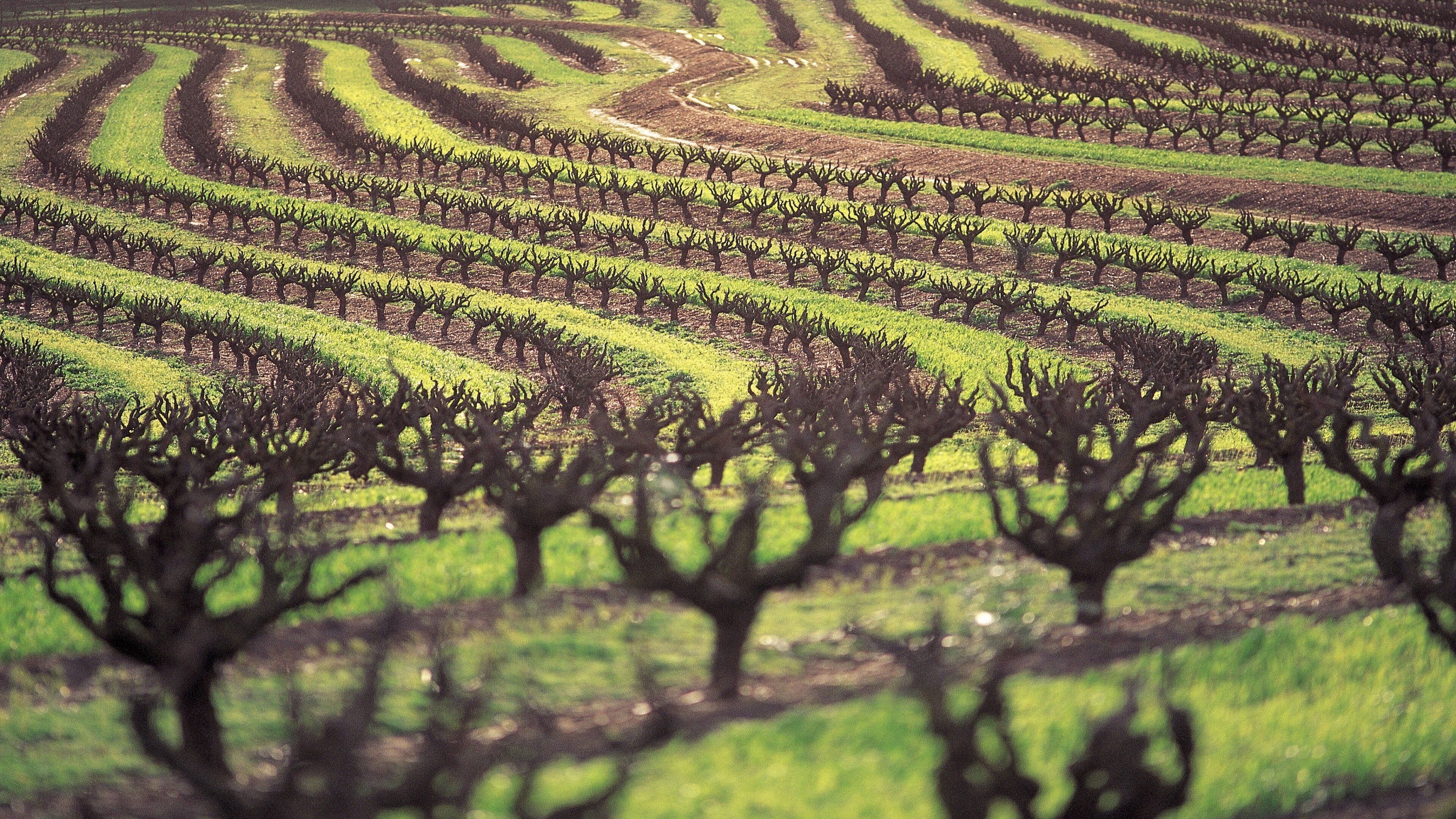 A vineyard with rows of grapevines.