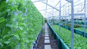 Une serre avec des rangées de plantes, un chemin dégagé et une structure métallique.