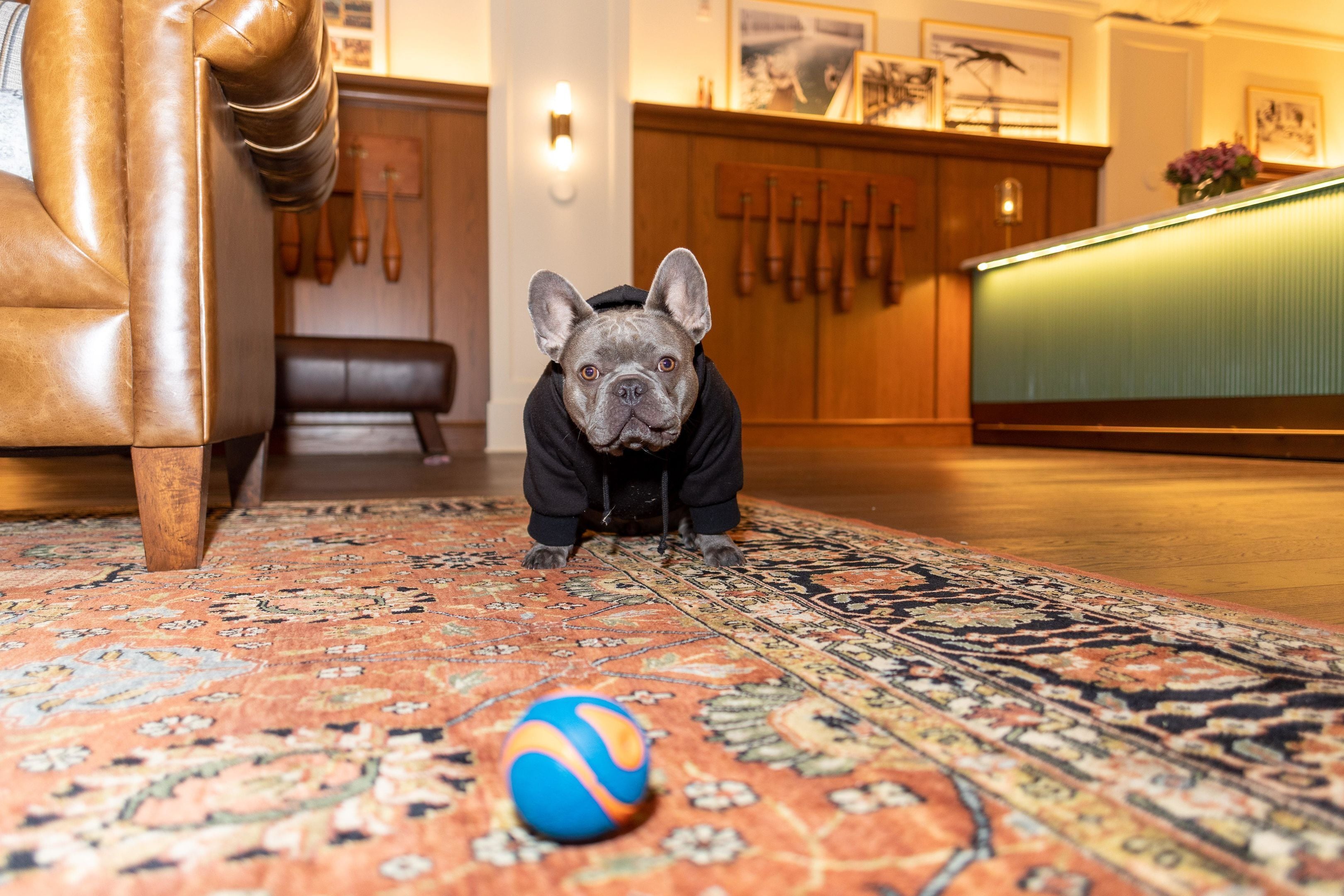 A dog in a black hoodie on a patterned carpet with a colorful ball.
