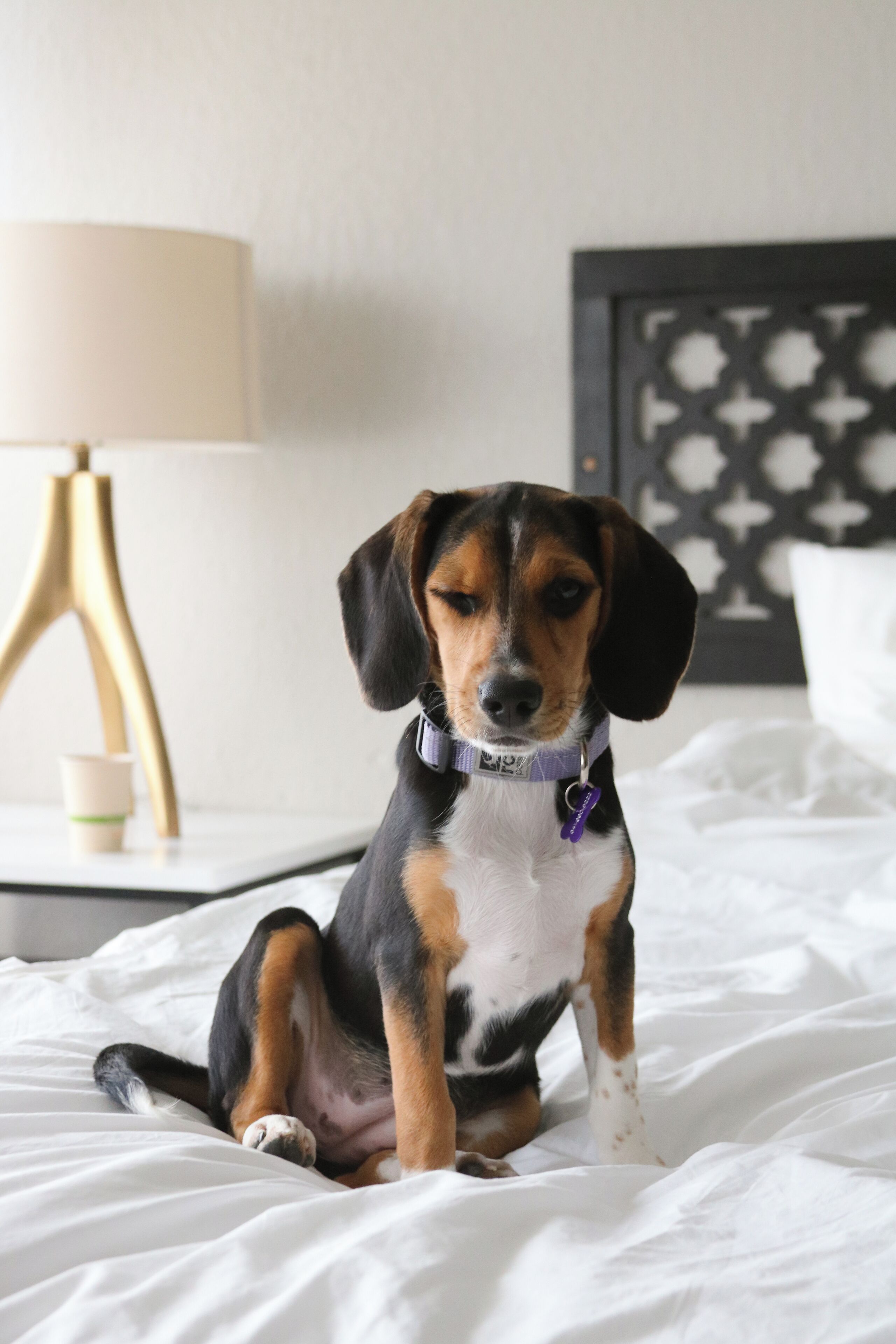 Un perro sentado en una cama con un almohadón blanco y una lámpara al fondo.
