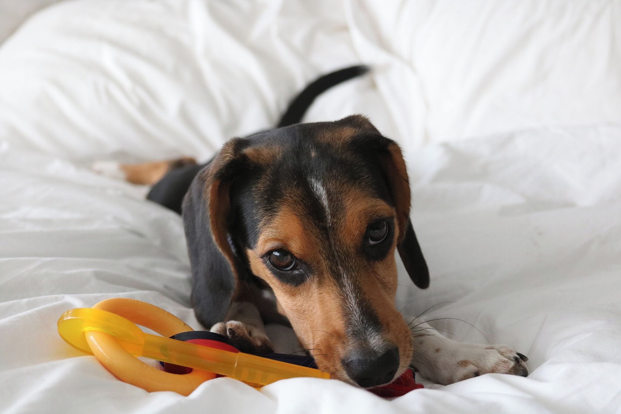 A dog lying on a bed with a toy.