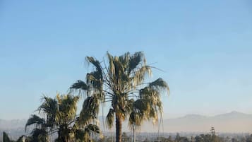 A palm tree in the foreground with a cityscape and mountains in the background.