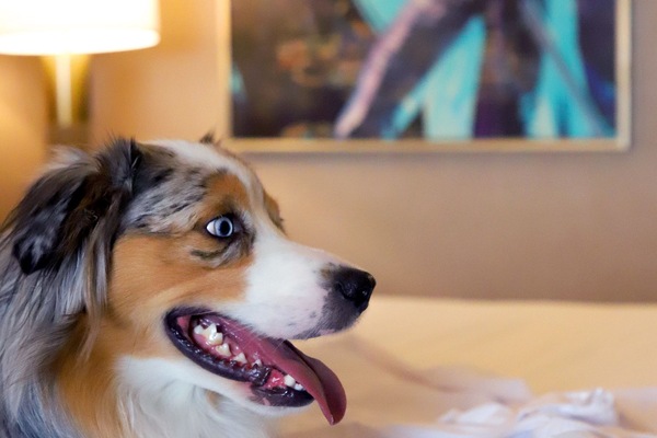 Hypo-allergenic bedding available, down comforters, pillowtop beds
