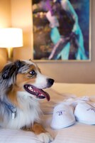A dog lying on a bed with a pair of white slippers and a painting in the background.