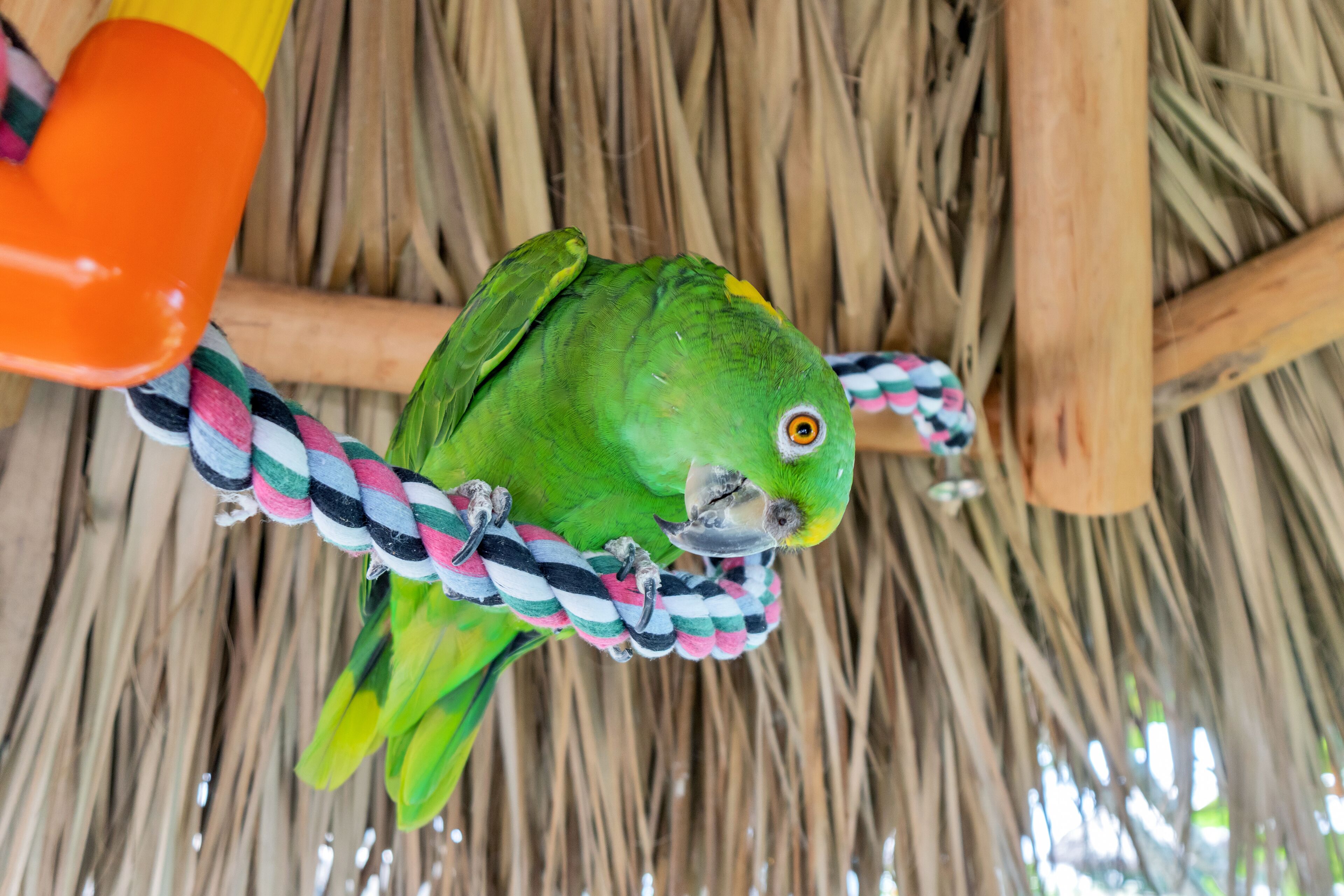 A green parrot perched on a rope.
