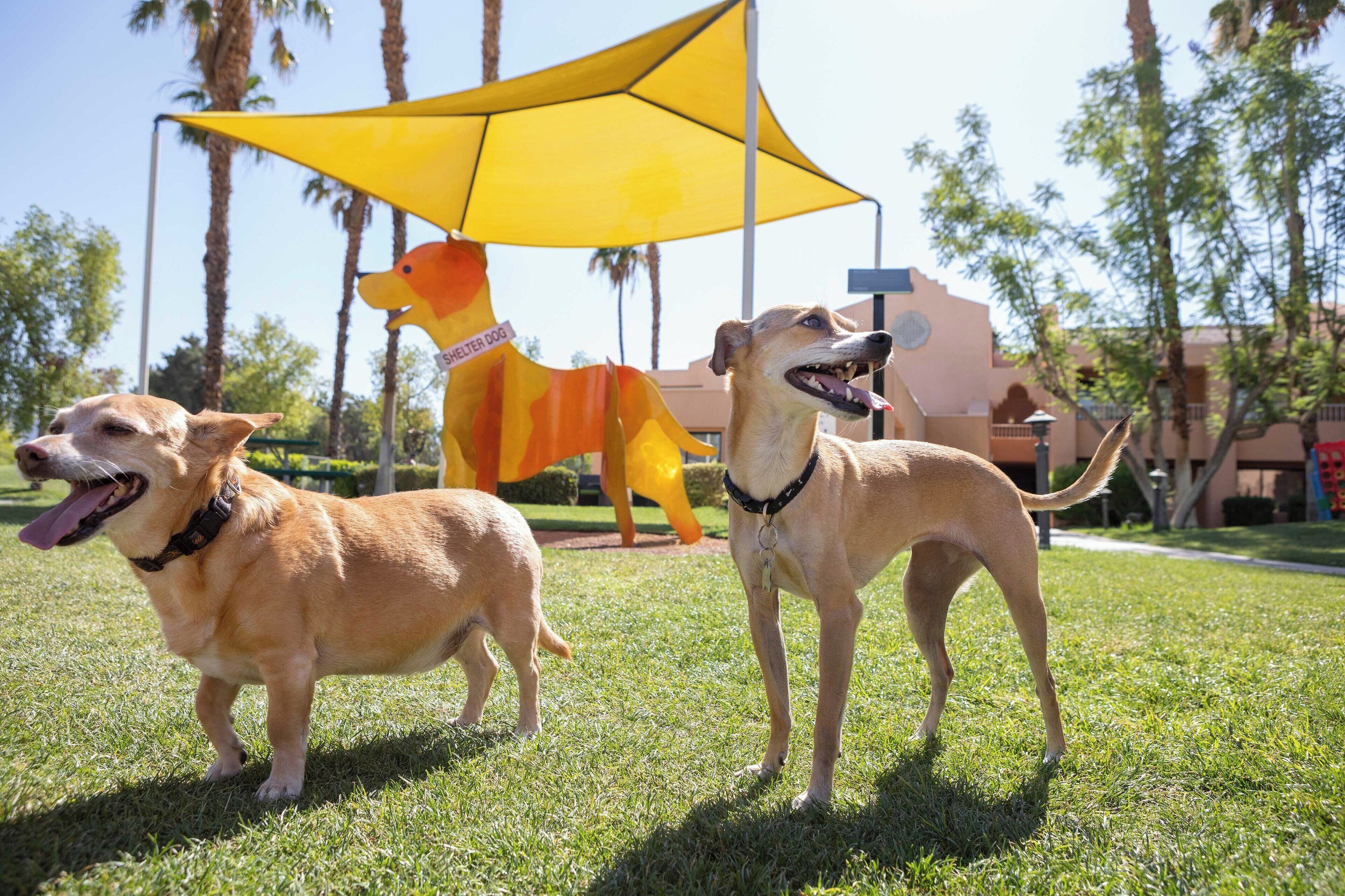 Deux chiens se tiennent sur l’herbe, un parapluie jaune est à proximité et une sculpture se trouve à l’arrière-plan.