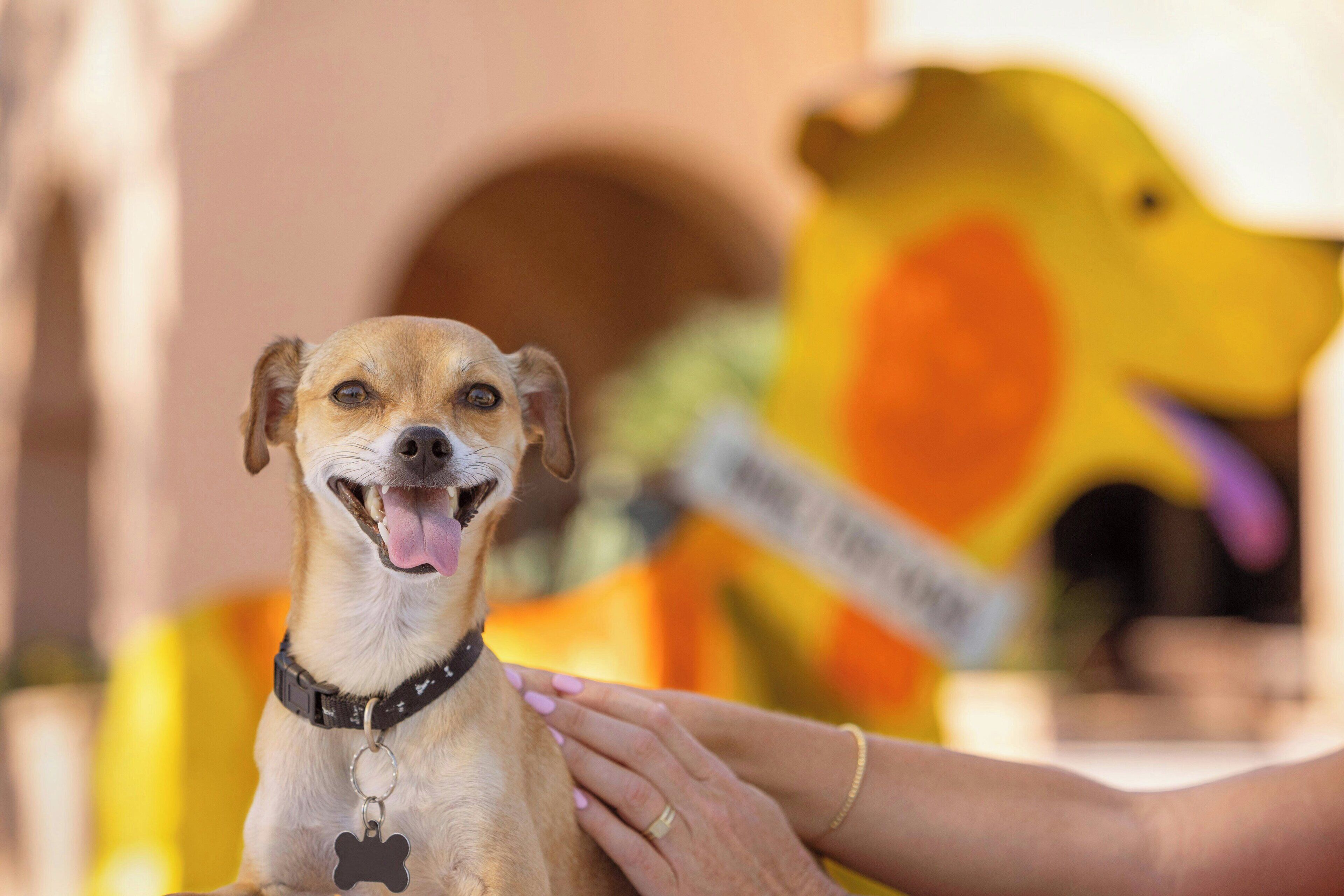 Una persona sostiene a un perro con collar y placa.