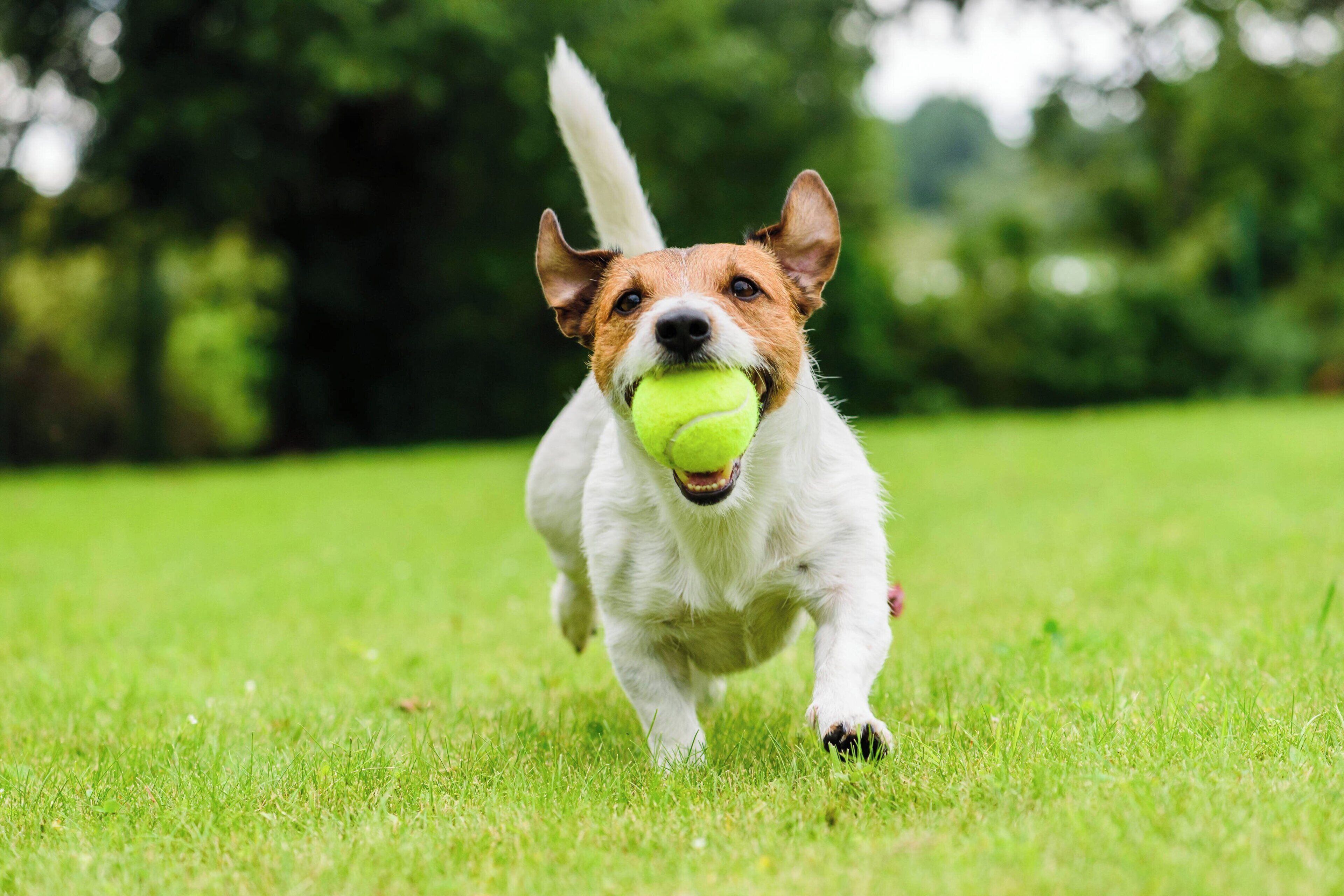 A dog running on grass with a tennis ball in its mouth.