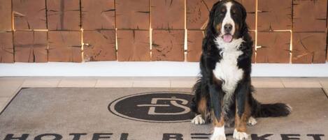 A dog sitting on a hotel doormat with the text "HOTEL BECKET LAKE TAHOE".