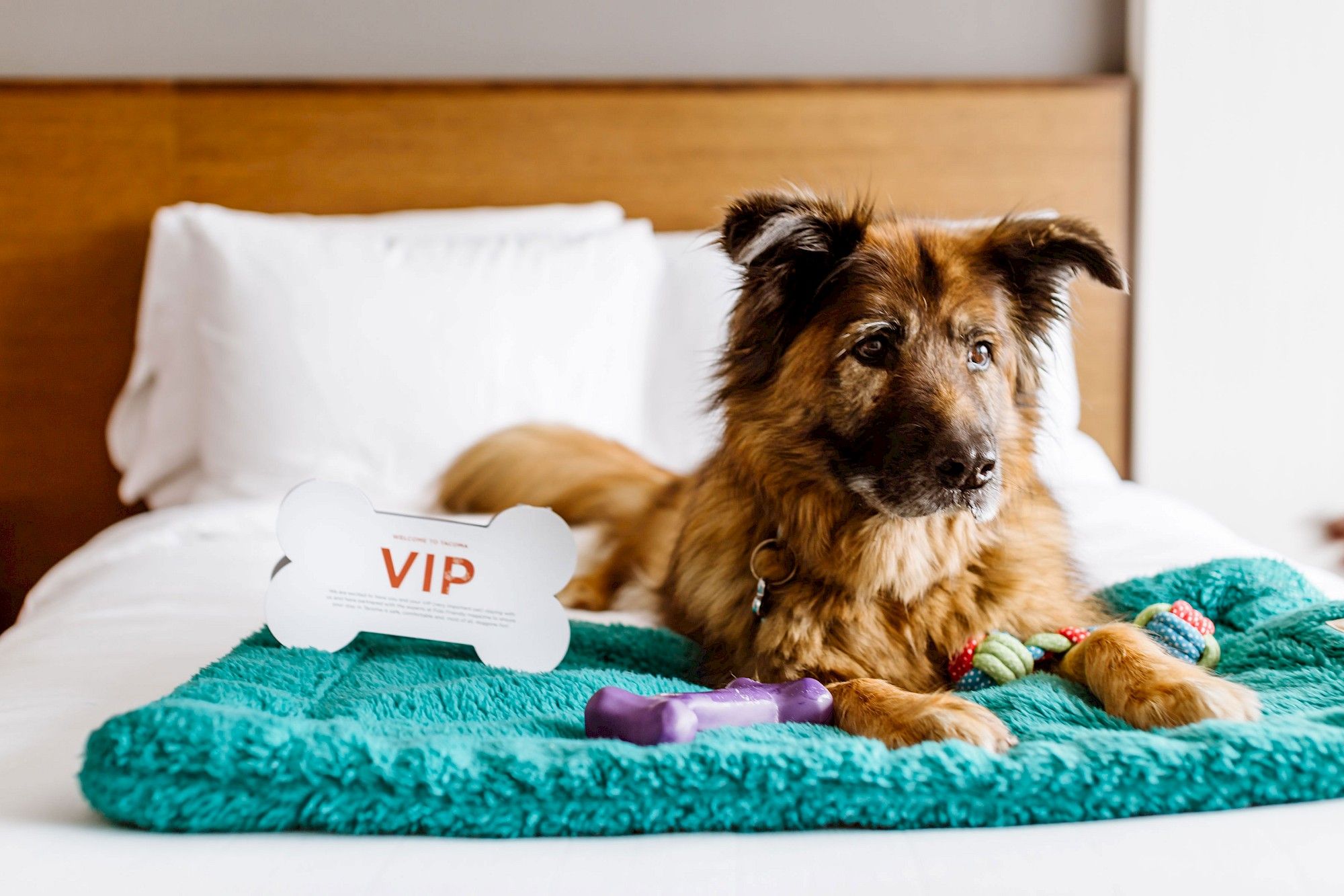 Un perro acostado sobre una cama con un almohadón blanco y una manta verde azulada.