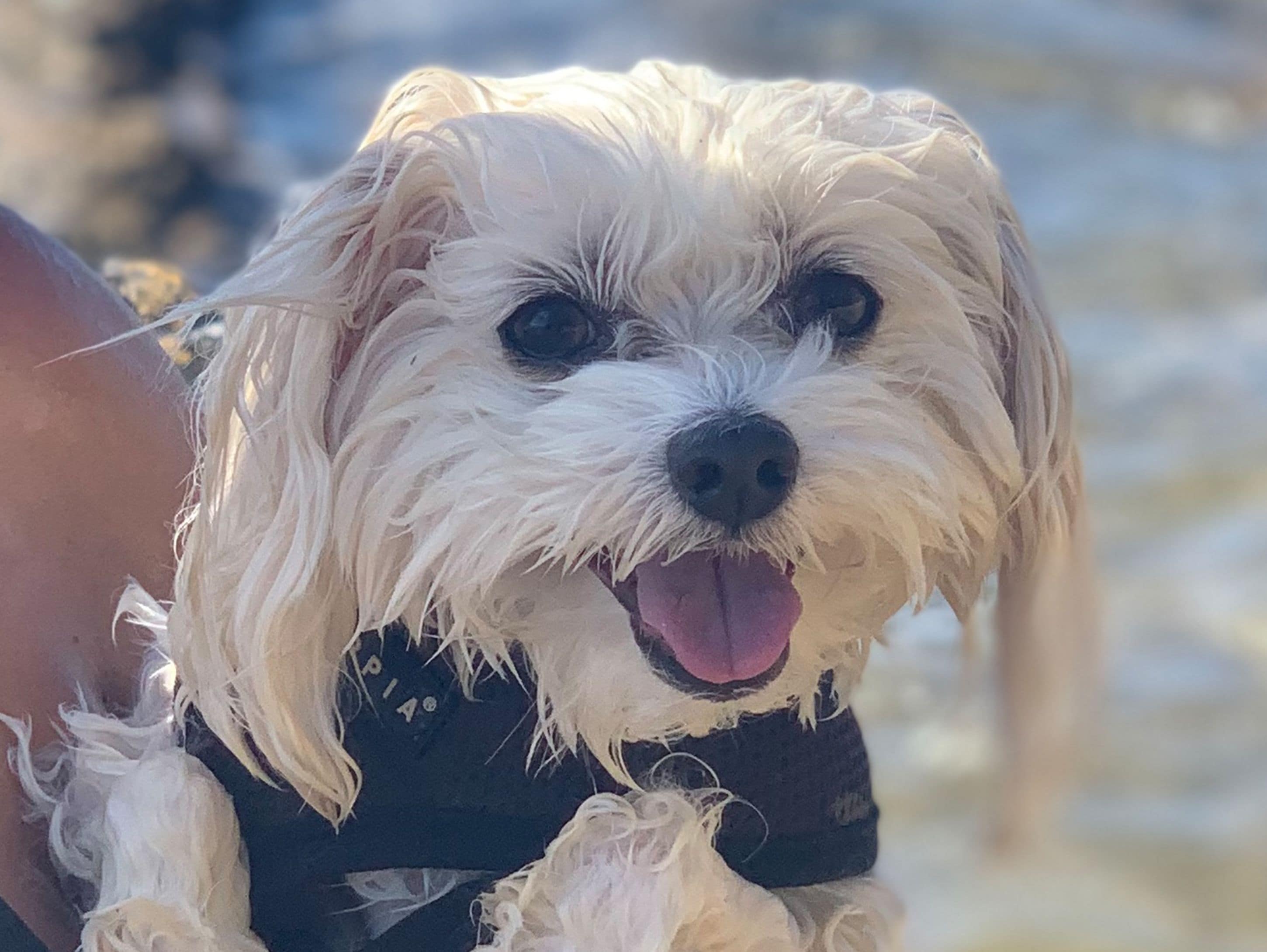 A small white dog with a black shirt, in a setting with blurred background.