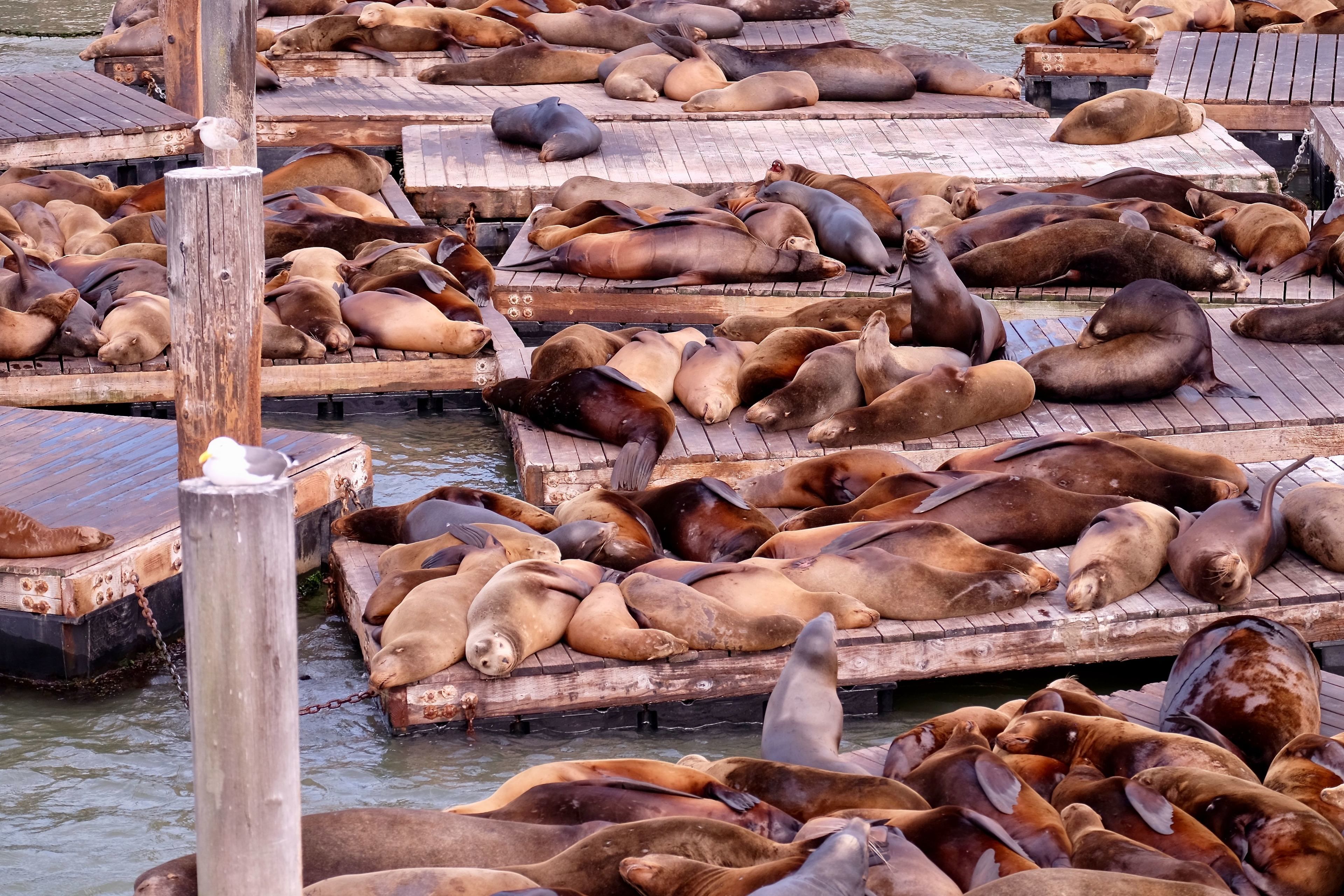 A wooden pier with multiple levels, each filled with numerous seals resting on wooden platforms.