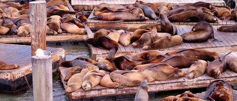 A wooden pier with multiple levels, each filled with numerous seals resting on wooden platforms.