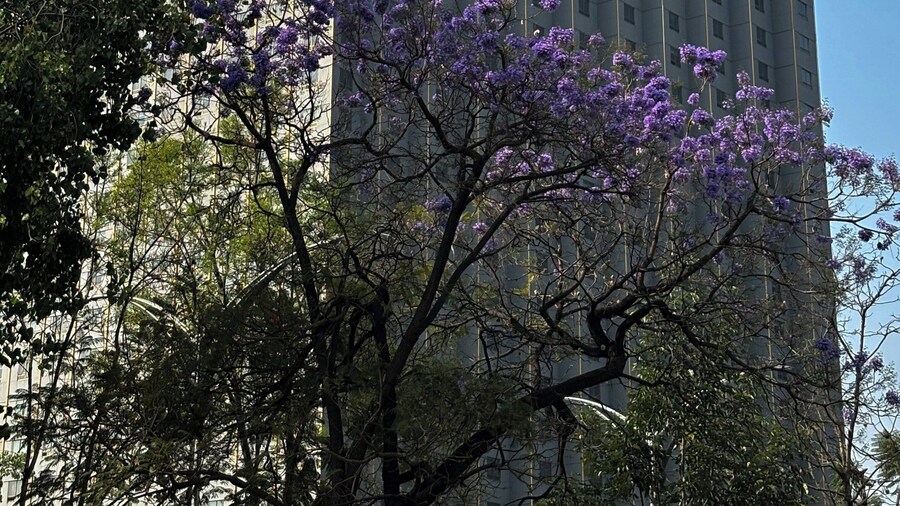 Fiesta Americana Reforma