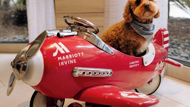 Un coche de juguete rojo con el logotipo de Marriott Irvine, un perro pequeño sentado dentro, y una ventana al fondo.