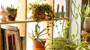 Uma estante com livros e plantas em vasos.