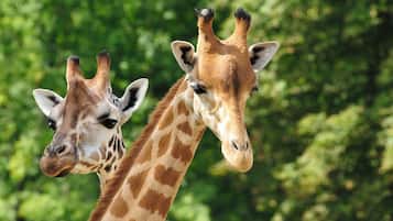 Two giraffes with distinct patterns and spots, standing against a backdrop of dense green foliage.