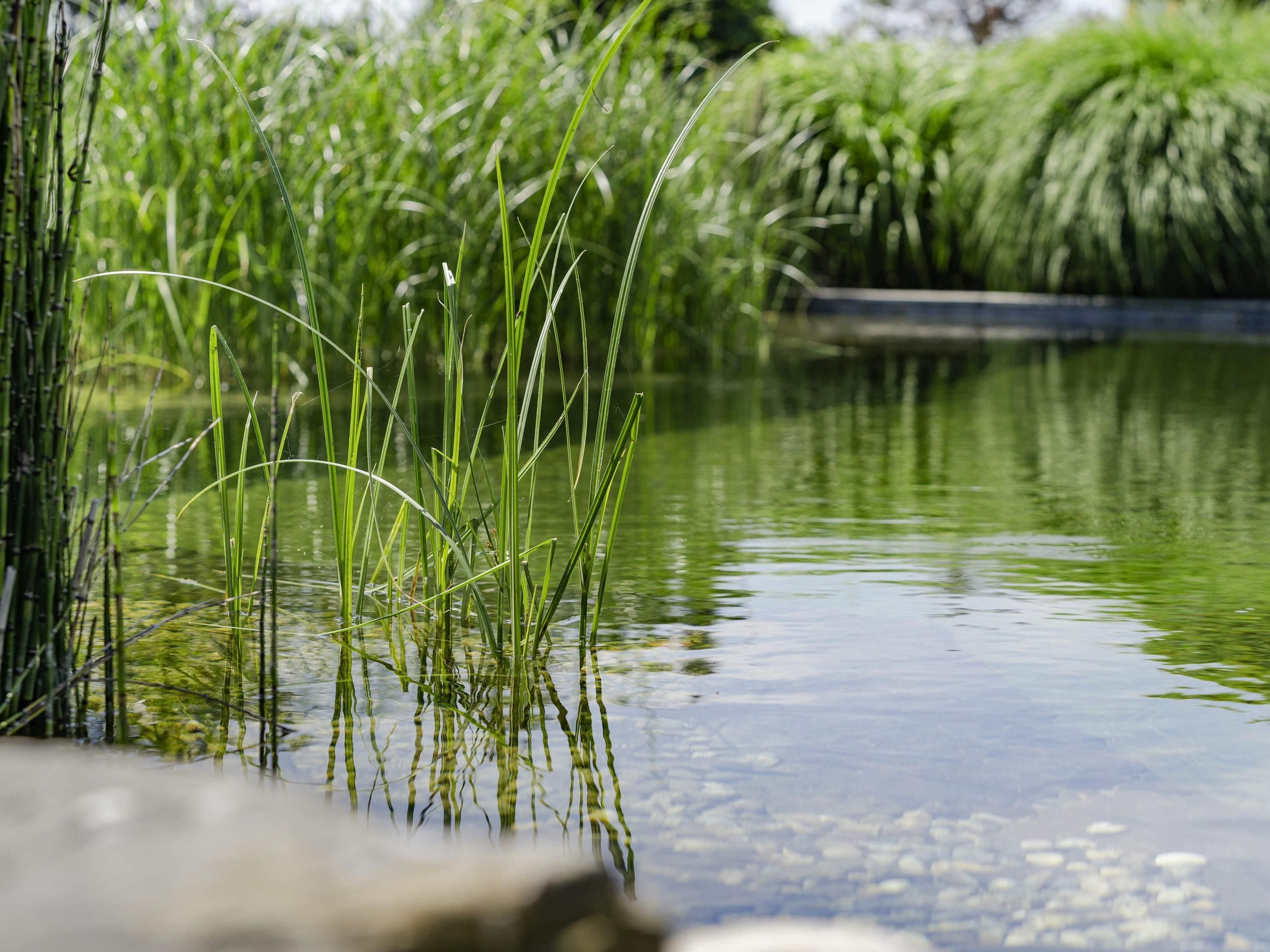 A tranquil pond with tall grasses and reeds, surrounded by lush greenery.