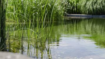 A tranquil pond with tall grasses and reeds, surrounded by lush greenery.
